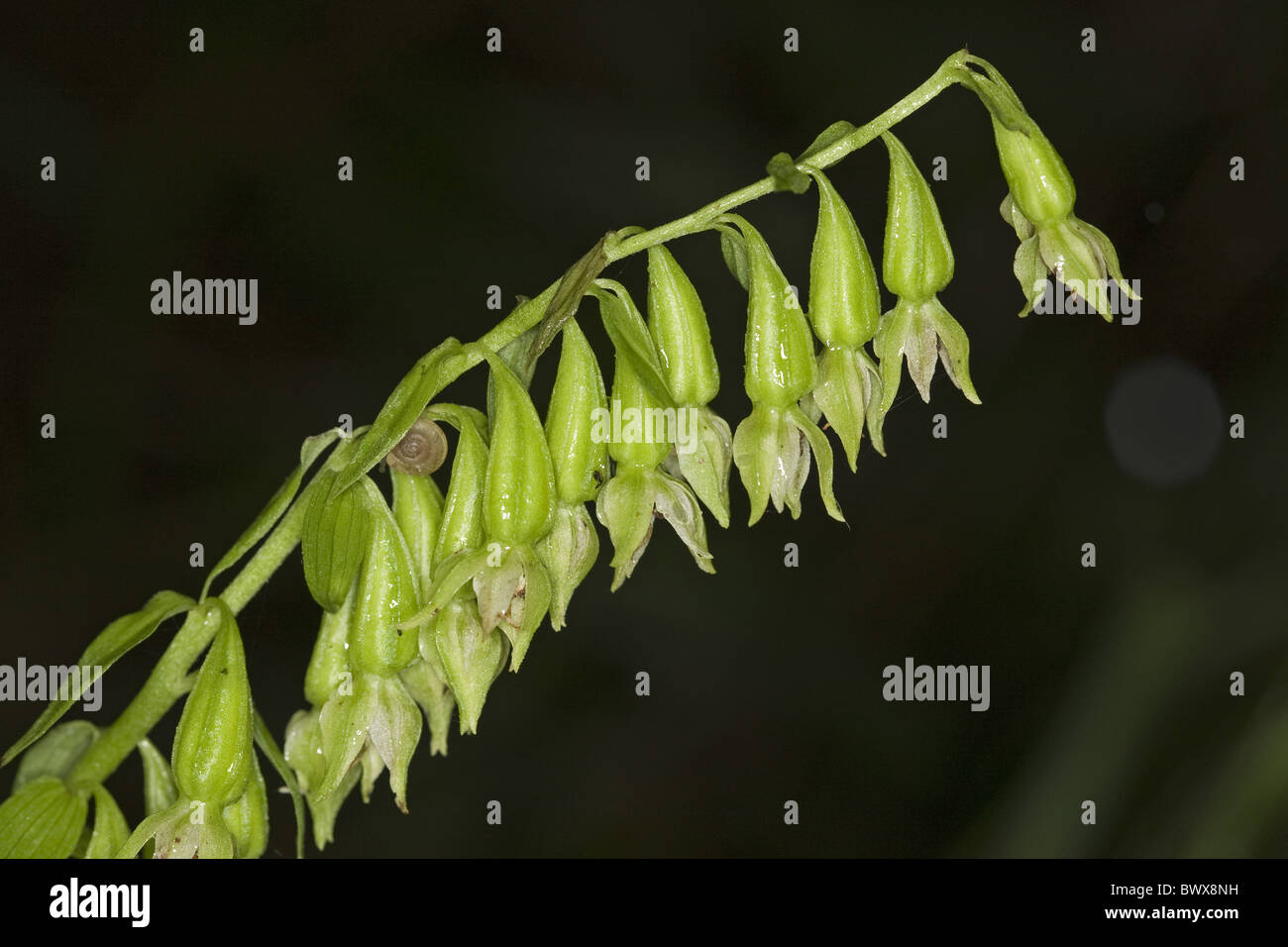 Grün-geblümten Helleborine Epipactis phyllanthes Stockfoto