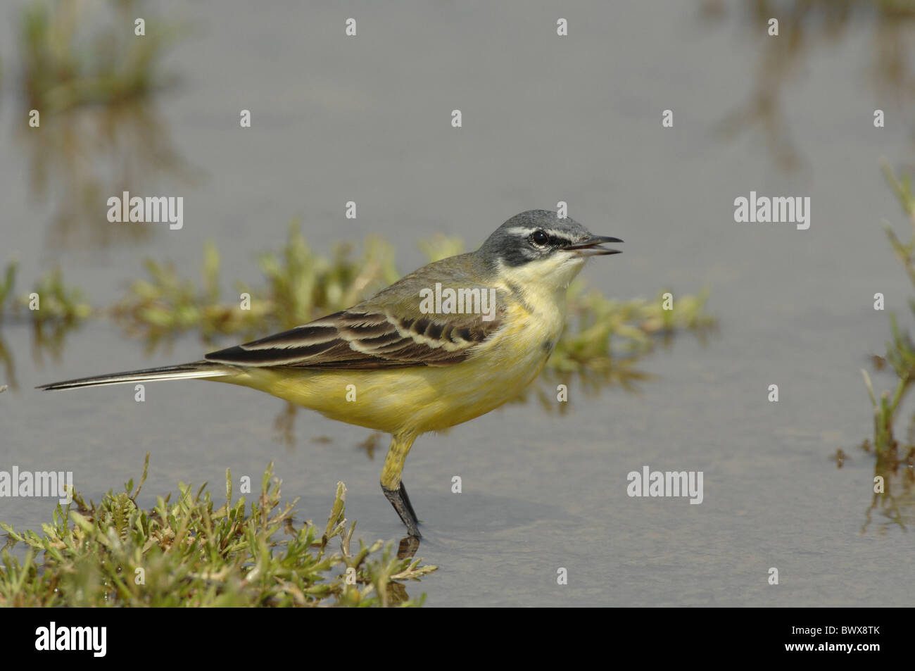 Syke Bachstelze Motacilla Flava beema Stockfoto