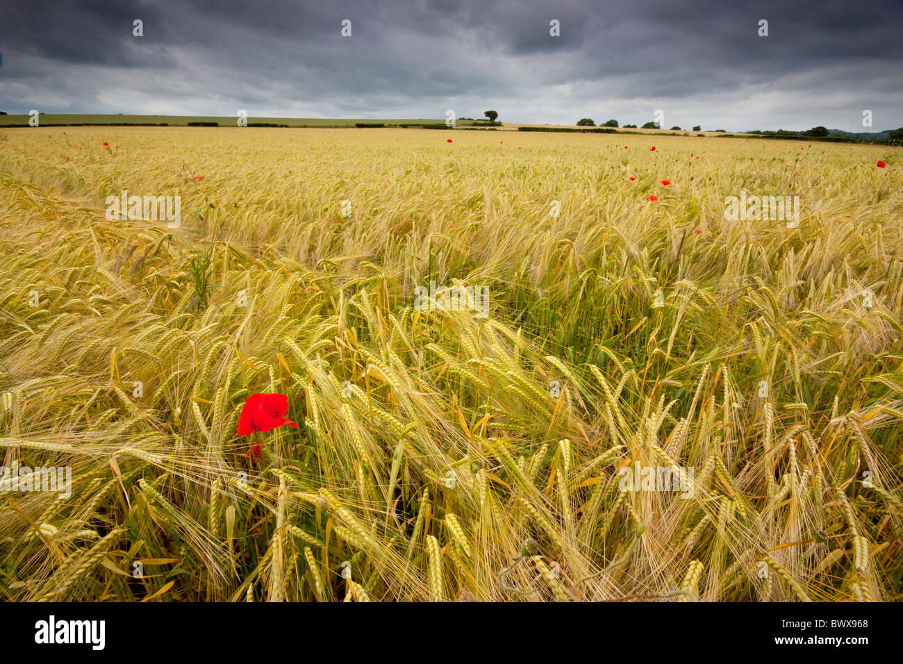 Sommergewitter über Maisfeld Gloucestershire UK Europe Stockfoto