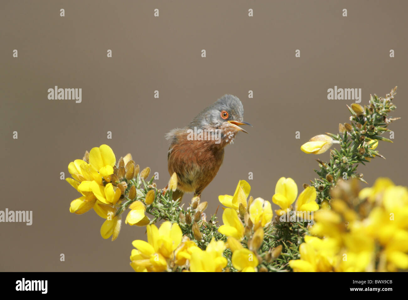 Dartford Warbler (Sylvia Undata) Erwachsene männliche, Gesang, thront auf Stechginster, Dunwich Heath, Suffolk, England, kann Stockfoto