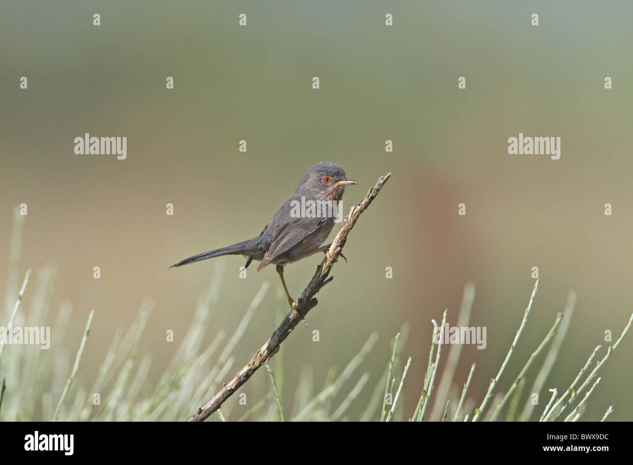 Dartford Warbler (Sylvia Undata) erwachsenen männlichen, thront auf Zweig in Gestrüpp, Extremadura, Spanien, Mai Stockfoto