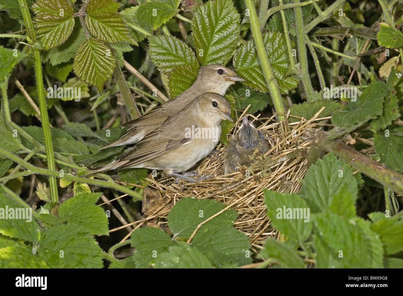 Garten-Grasmücke (Sylvia borin) Erwachsenen paar, füttern die jungen im Nest, England, Juni Stockfoto