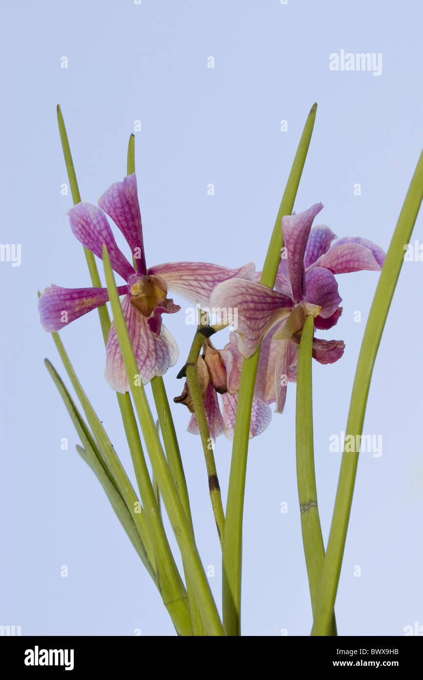 Orchideen Orchideen Vanda Hybriden lila violett gesprenkelt April