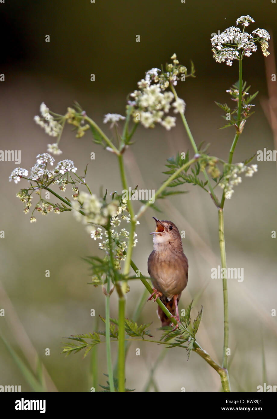 Grasshopper Warbler (Locustella Naevia) Erwachsene, thront Gesang, in Kuh Petersilie (Anthriscus Sylvestris), Finnland, Juli Stockfoto