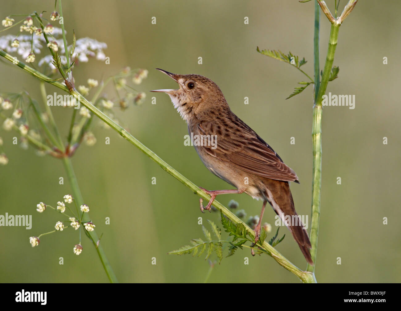 Grasshopper Warbler (Locustella Naevia) Erwachsene, thront Gesang, in Kuh Petersilie (Anthriscus Sylvestris), Finnland, Juli Stockfoto