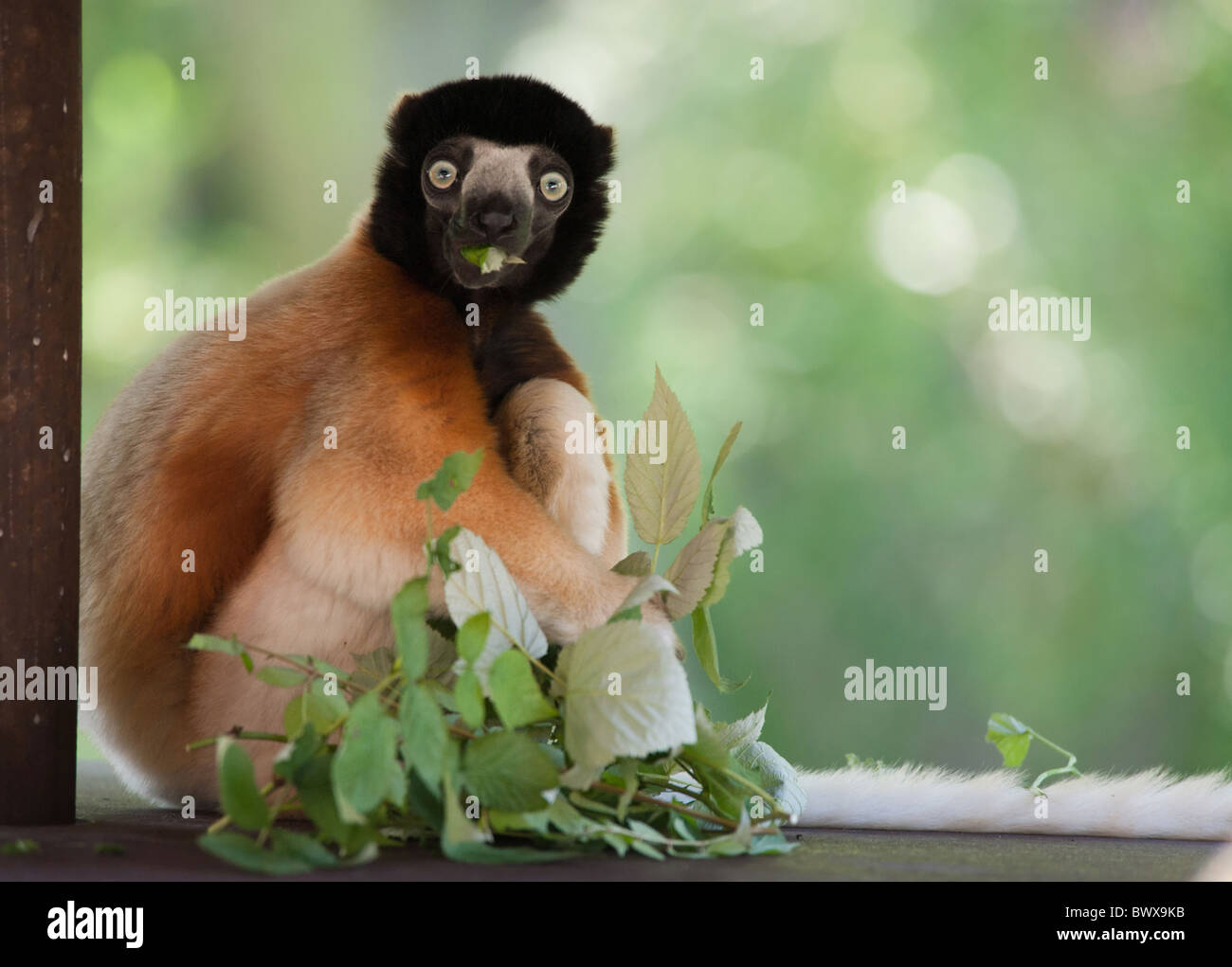 Eine niedliche gekrönt Sifaka (Propithecus Coronatus) in einem Baum Stockfoto