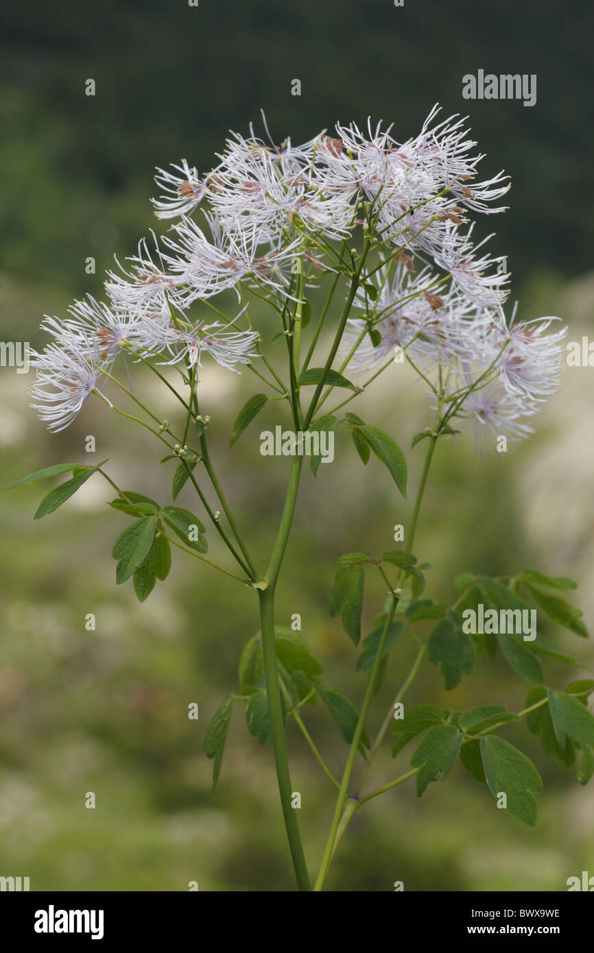 Frankreich französische Pyrenäen Ariege Natur natürliche wilde Tierwelt Umwelt Umwelt Europa Europäische Gebirge alpinen Thalictrum Stockfoto