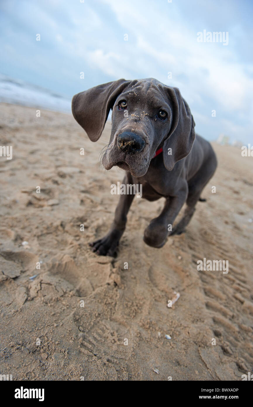 Wunderschöne Deutsche Dogge Welpe am Strand Stockfoto