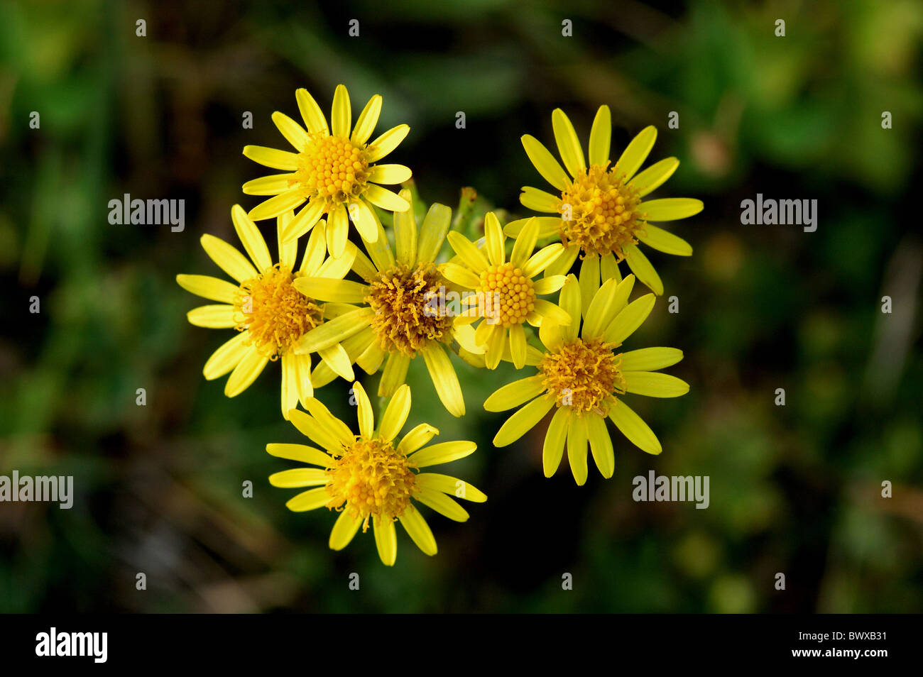 Gemeinsamen Kreuzkraut Senecio Jacobaea Blüte Stockfoto