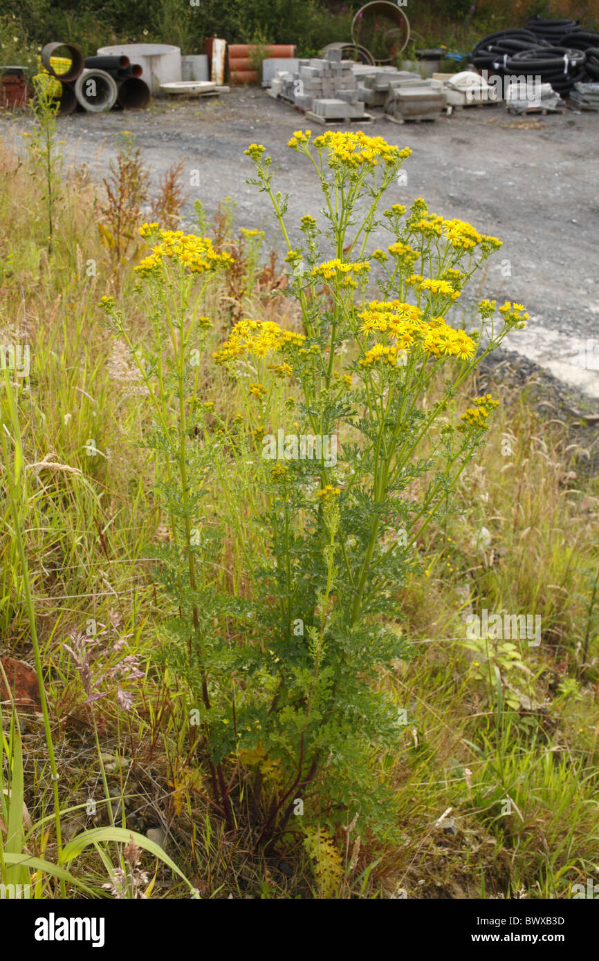 Gemeinsamen Kreuzkraut Senecio Jacobaea Natur natürliche wilde Tierwelt Umwelt Umwelt Europa Europäische Blume Blüte Stockfoto