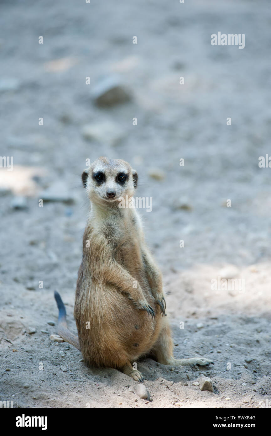 Nahaufnahme von einem niedlichen Erdmännchen (Suricata Suricatta) Stockfoto