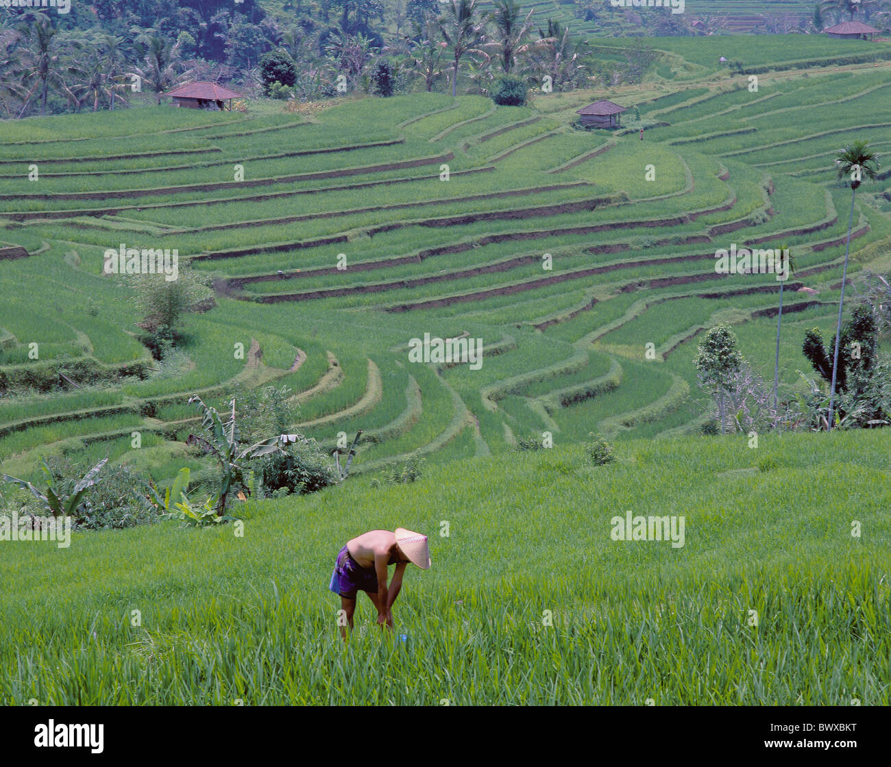 Bali Asien Reisfelder Terrasse Felder Arbeiter Jatuluih Reisfelder Terrassen Landwirtschaft-Indonesien Stockfoto