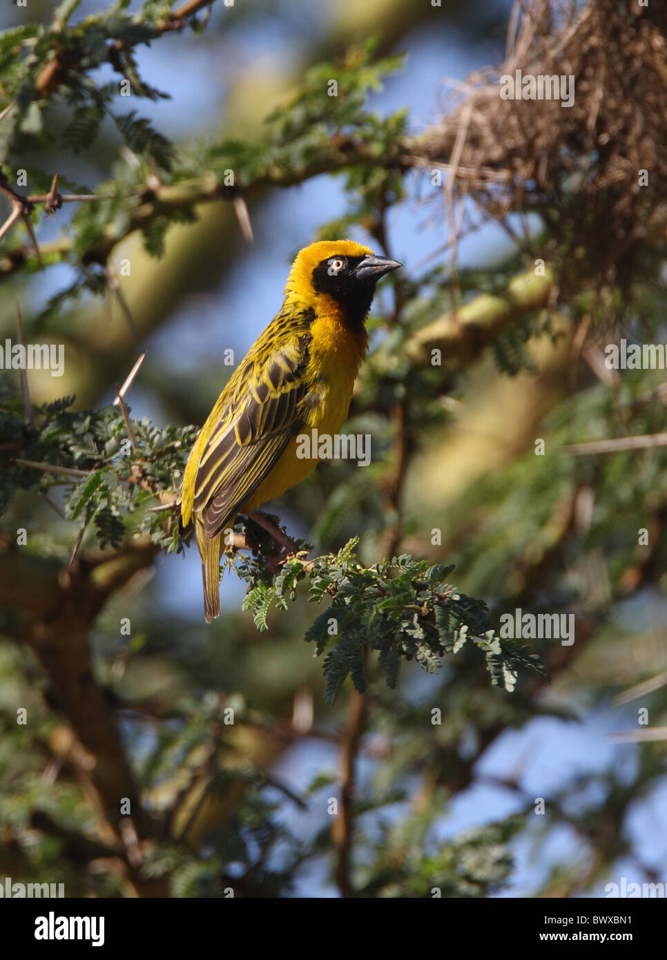 Speke Weber (Ploceus Spekei) erwachsenen männlichen, thront in Akazie, Kenia, november Stockfoto