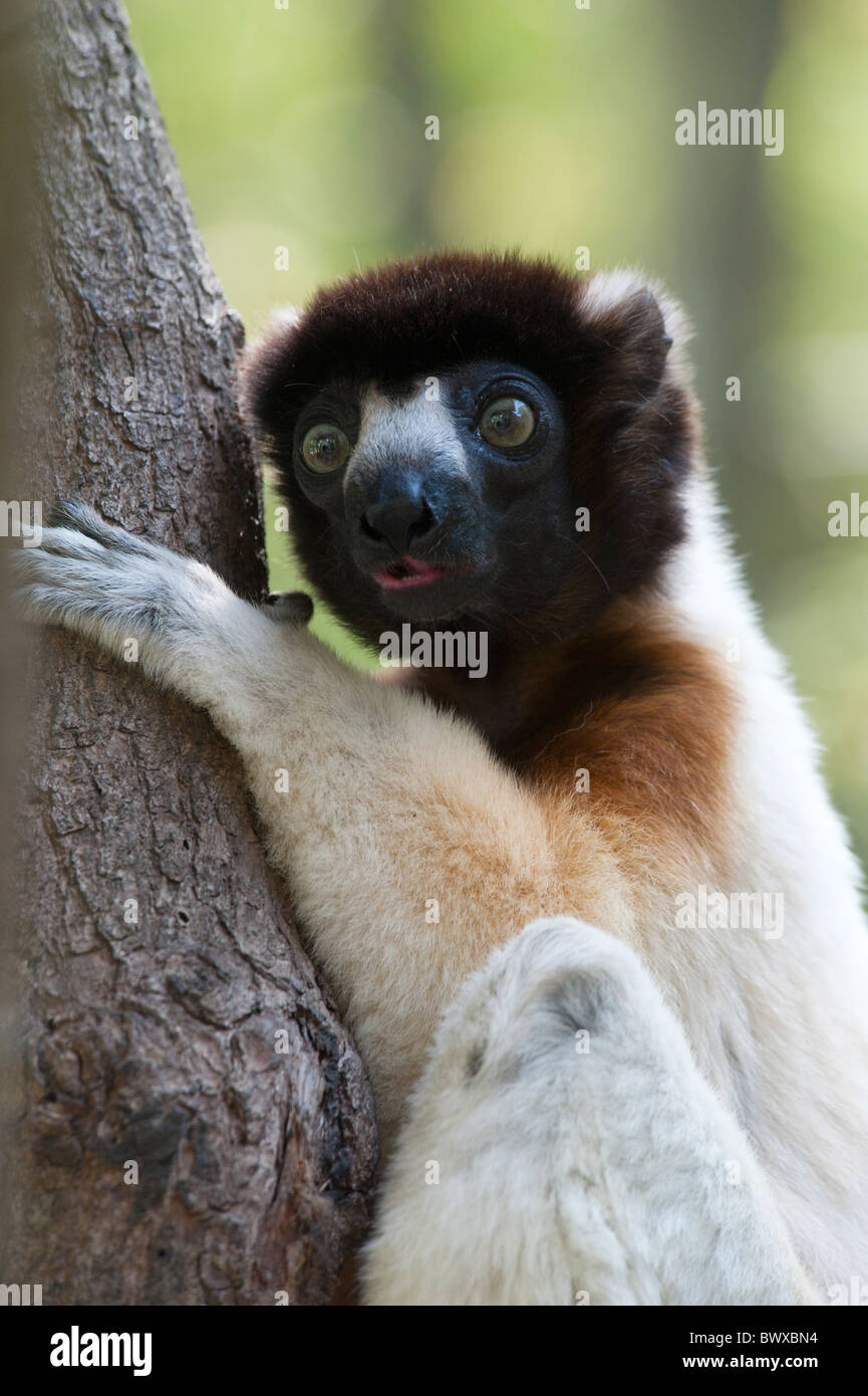 Eine niedliche gekrönt Sifaka (Propithecus Coronatus) in einem Baum Stockfoto