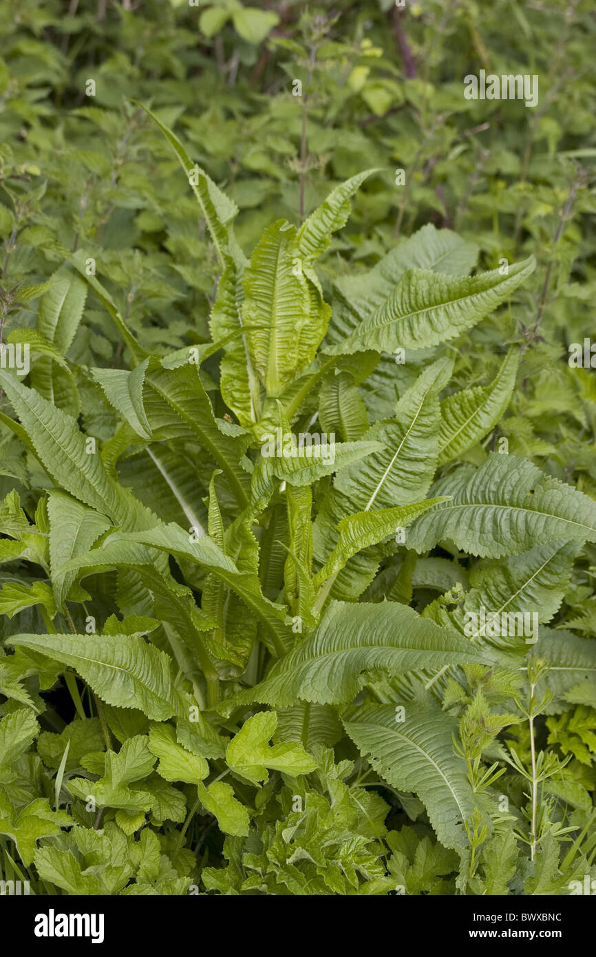 Dipsacus Fullonum Natur Pflanze Pflanzen Stacheln Dorn stachelige  Wildteasel Karde bieten Gewohnheit Gewohnheiten Dipsacaceae Grobritannien  Stockfotografie - Alamy
