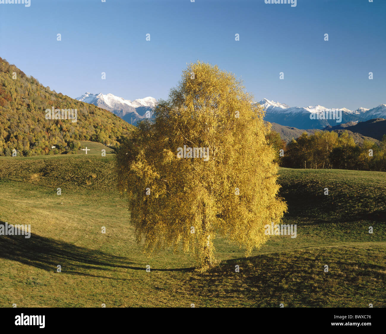 Baum Berge Serie Bild Serie 3 Birke gelb Herbst Farbtöne Holz Waldwiese der Schweiz Stockfoto