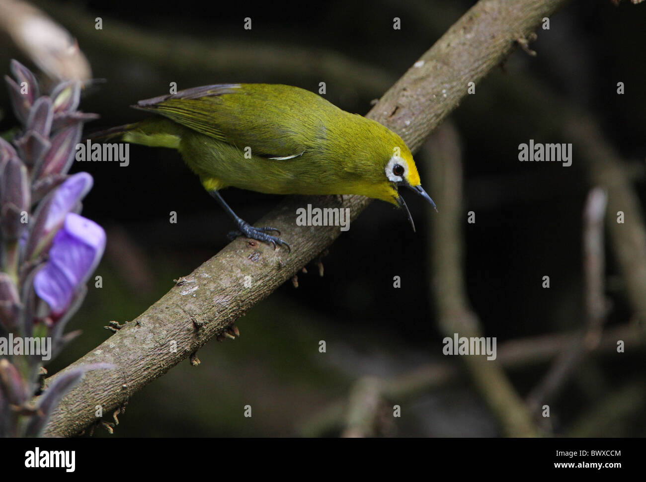 Montane White-eye (Zosterops Poliogaster Kikuyuensis) Erwachsenen, mit der Aufforderung, Schelte Hauskatze, Hochland, Kenia, november Stockfoto