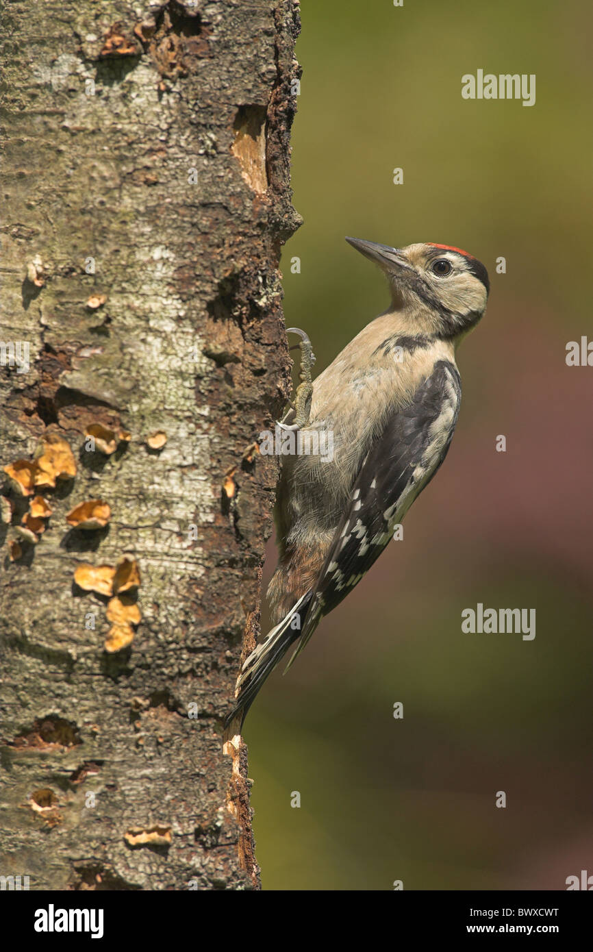 Größere Spotted Woodpecker (Dendrocopus großen) unreif, Nahrungssuche auf Birke Stamm in Garten, Grenzen, Schottland Stockfoto