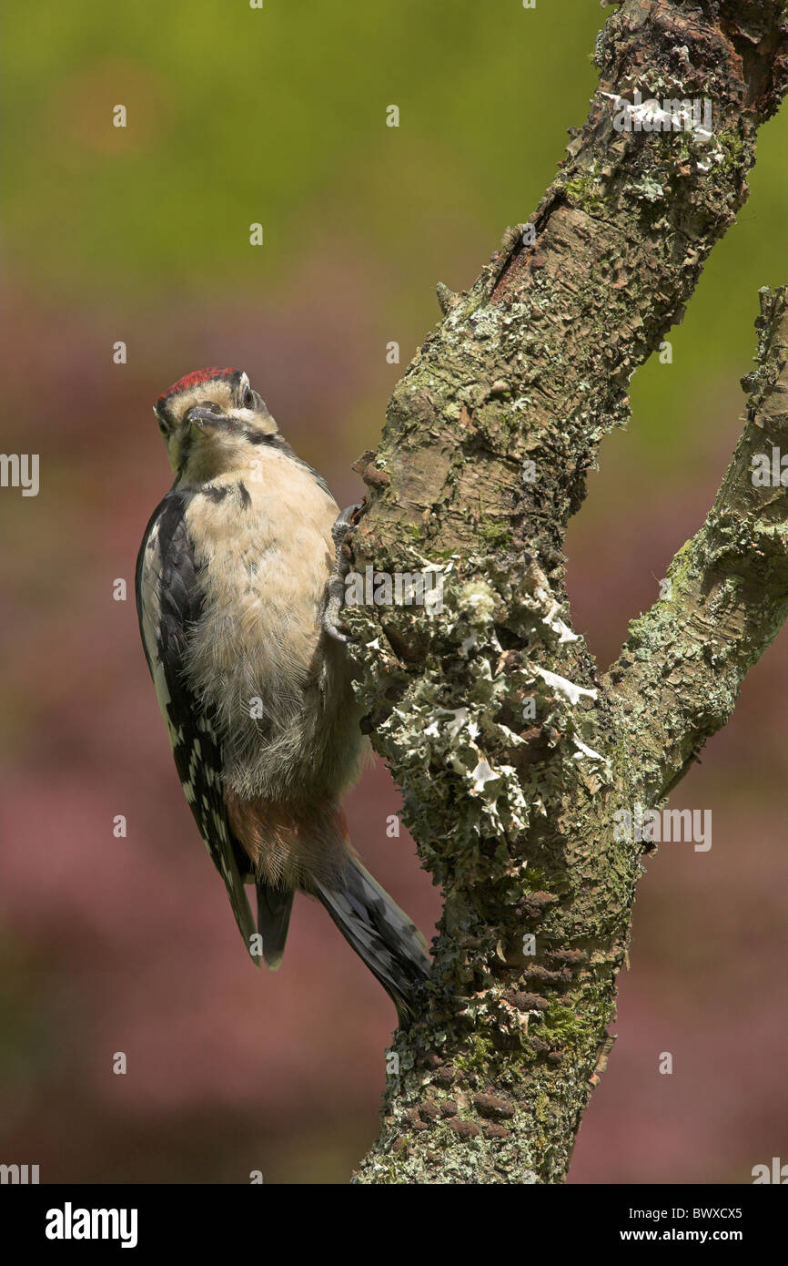 Größere Spotted Woodpecker (Dendrocopus großen) unreif, auf Ast im Garten, Grenzen, Schottland Stockfoto