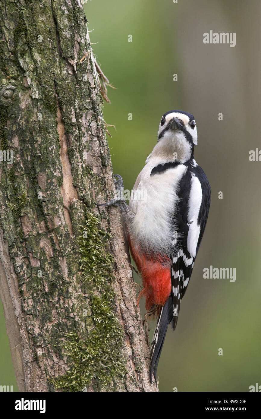 Größere Spotted Woodpecker (Dendrocopus großen) erwachsenen männlichen, Nahrungssuche auf Baumstamm, Grenzen, Scotland, Frühling Stockfoto
