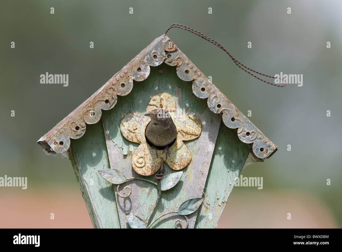 Haus Zaunkönig (Troglodytes Aedon) Erwachsenen, Nest in Garten Nistkasten, North Dakota, USA Juni verlassen Stockfoto