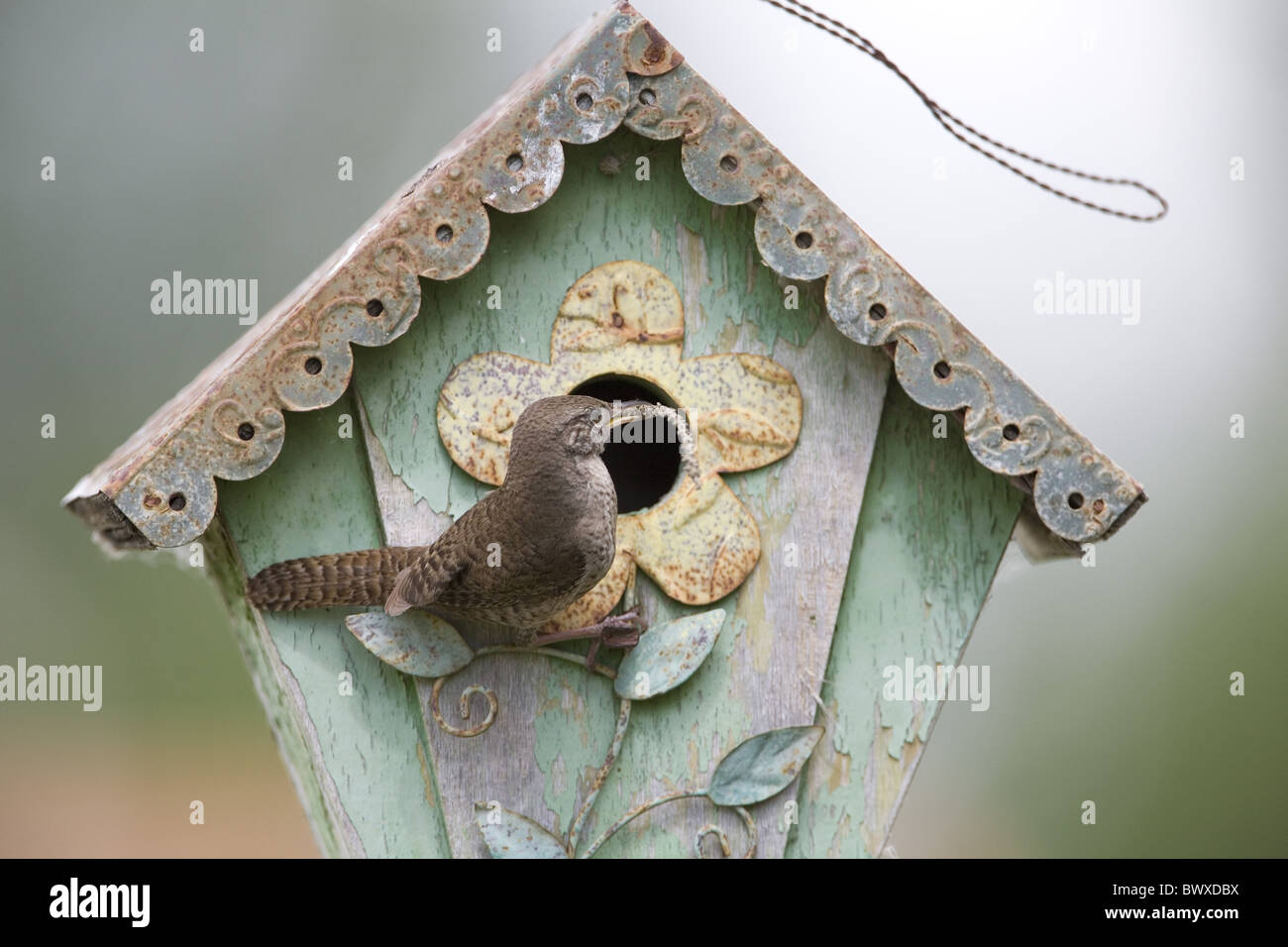 Haus Zaunkönig (Troglodytes Aedon) Erwachsenen, mit Verschachtelung Material im Schnabel, Nestbau in Garten Nistkasten, North Dakota, USA Juni Stockfoto