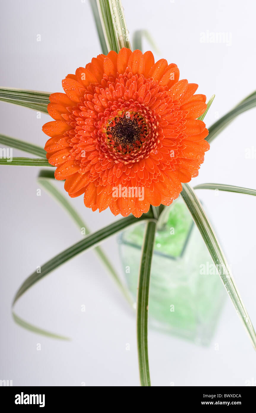Moderne florale Tischmitte mit einer Gerbera Daisy in einer großen Glasvase Stockfoto