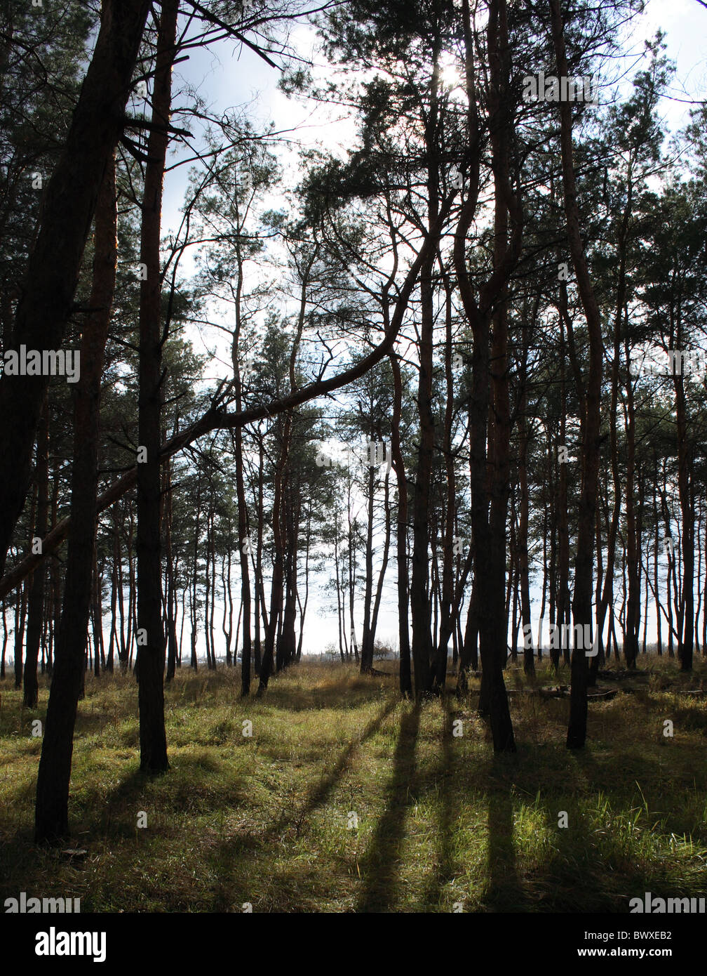 Sonnenstrahlen im Herbst Wald Stockfoto