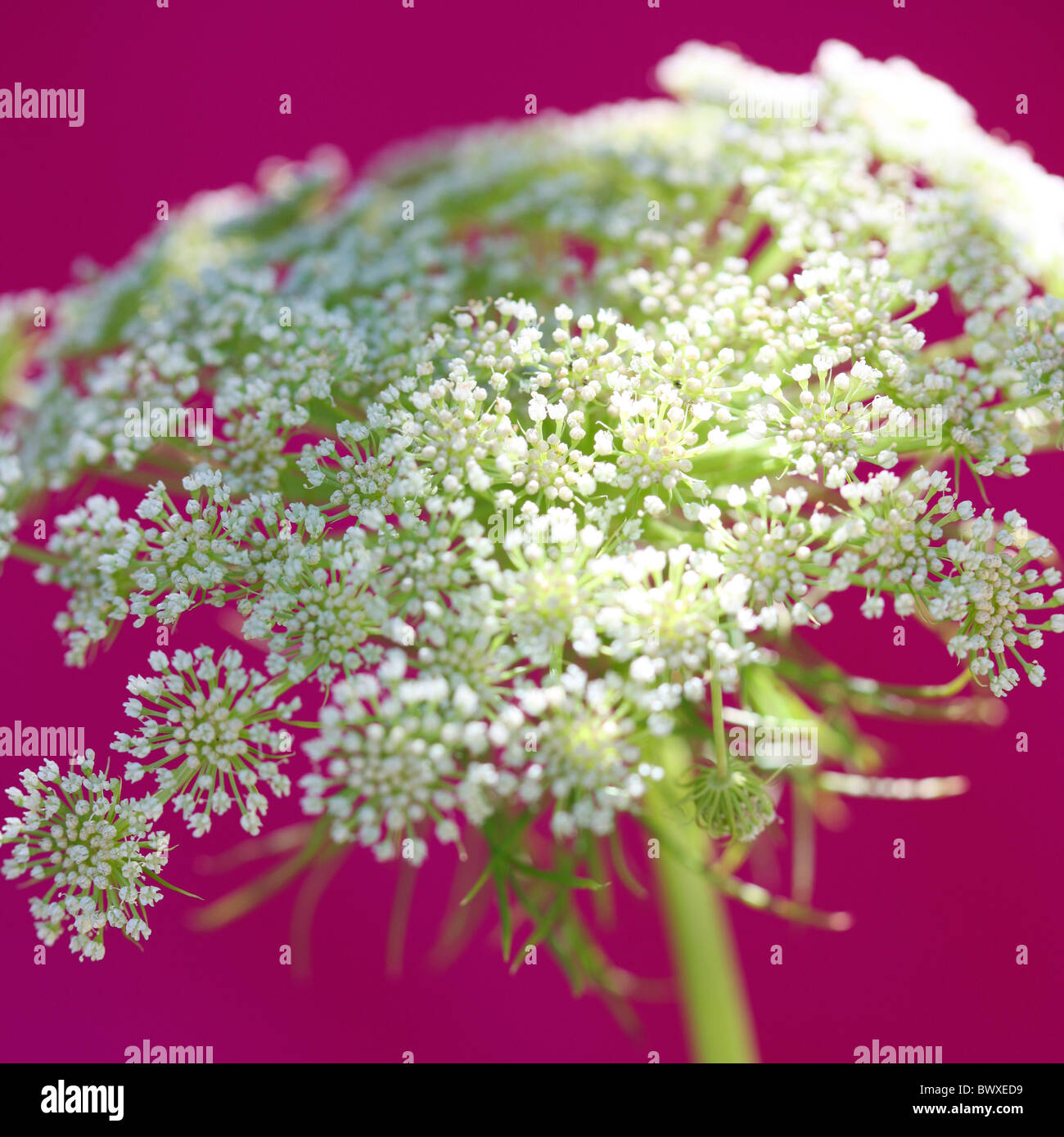 wunderschöne Ammi auf Kirschrot Jane Ann Butler Fotografie JABP892 Stockfoto