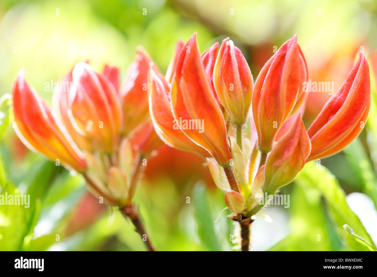 schöne orange Azalea Knospen, Harmonie in der Natur Jane Ann Butler Fotografie JABP883 Stockfoto