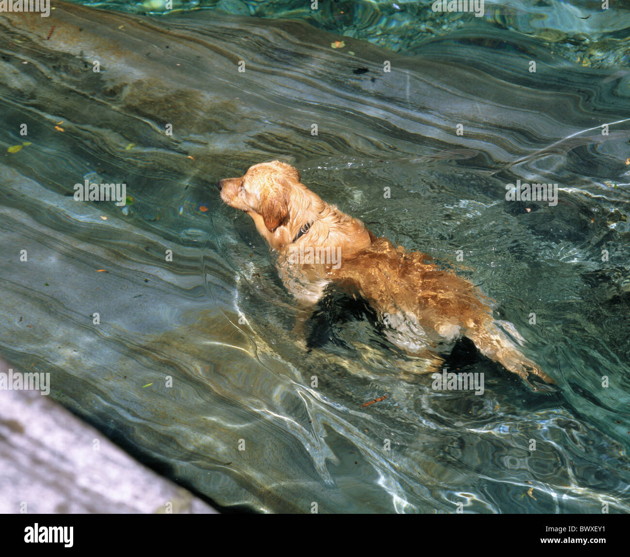 Fluss Fluss Golden Retriever Hund außereuropäischen klar Schweiz Tessin  Verzasca schwimmen Stockfotografie - Alamy