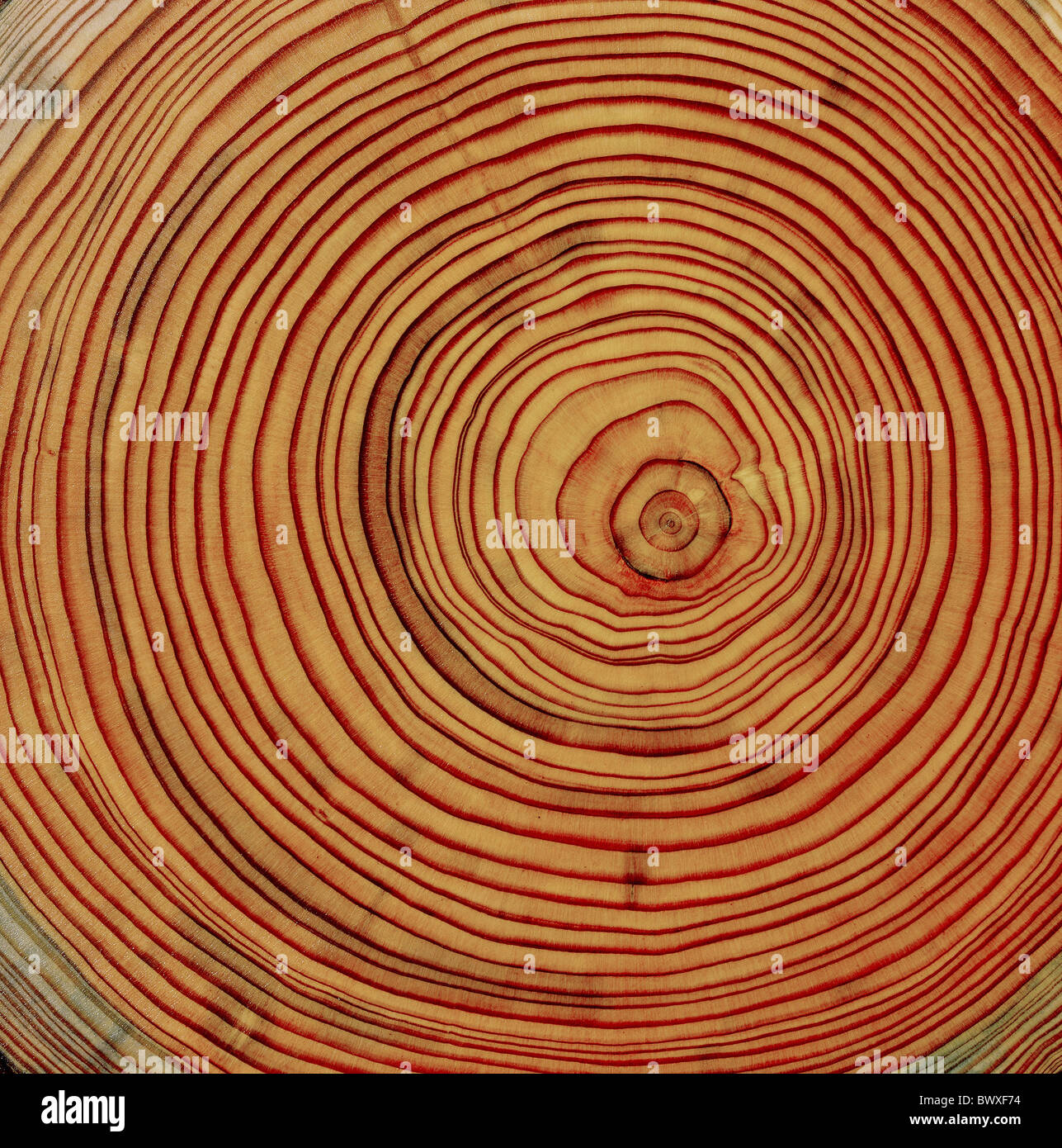 Holz Querschnitt Lärche Stamm Jahresringe Baumstamm Strukturkonzept Stockfoto