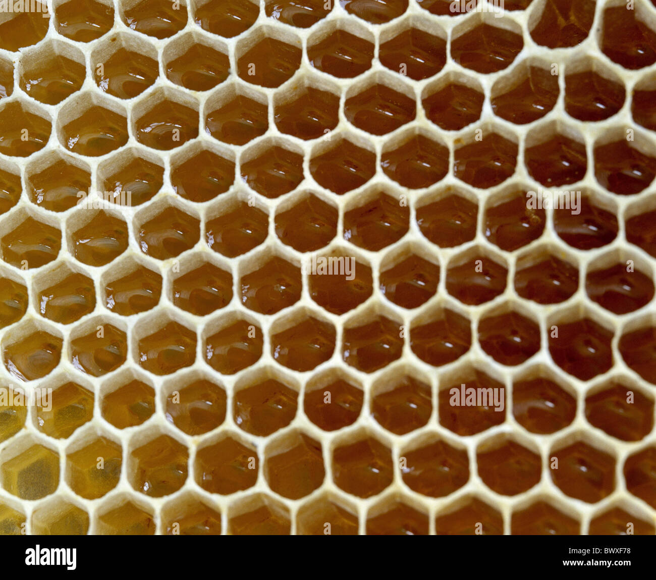 Bienen Waben voll Honig Bienen Strukturkonzept Stockfoto