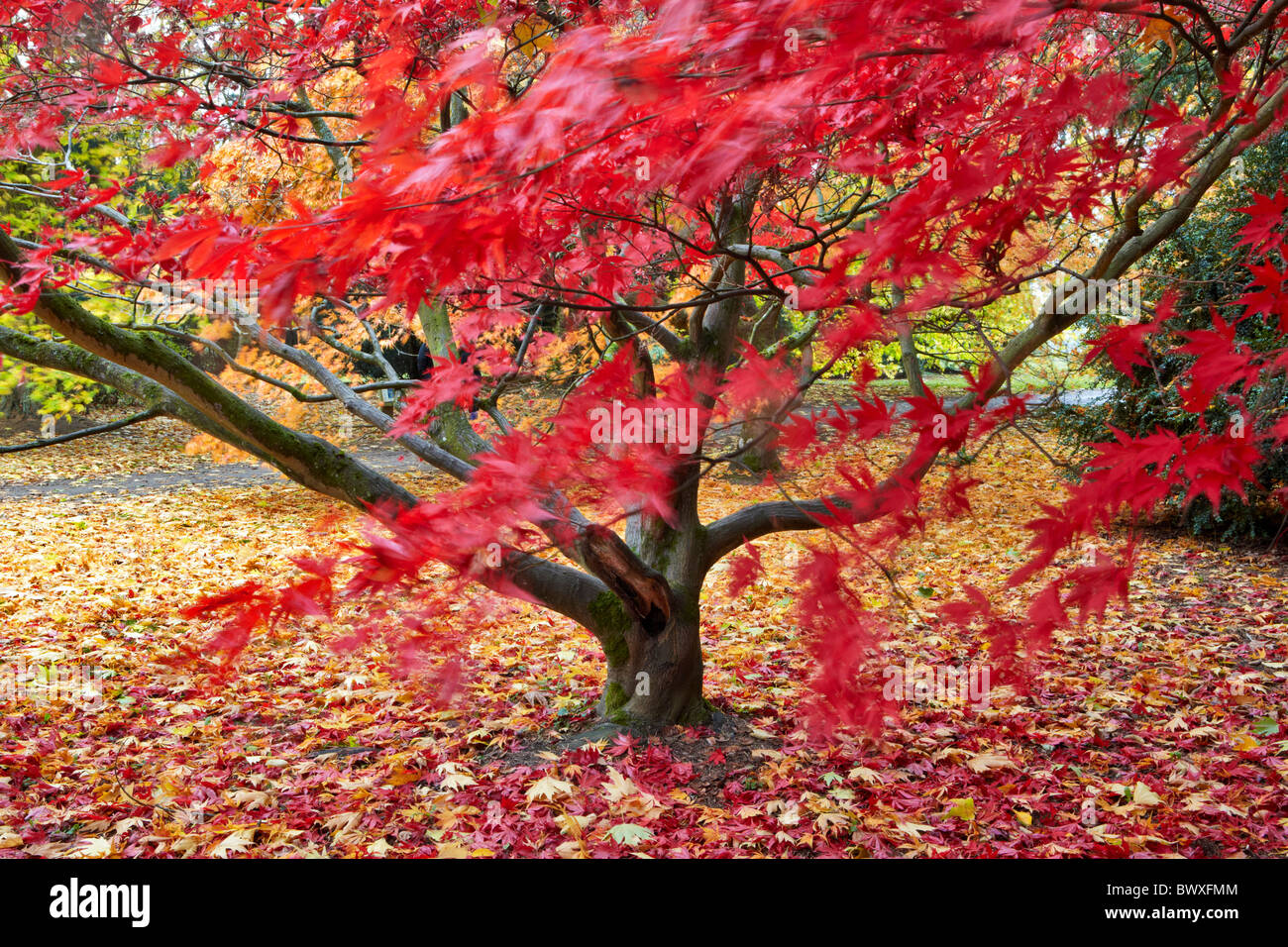 Herbstfärbung im Westonbirt Arboretum, in der Nähe von Tetbury in Gloucestershire Stockfoto