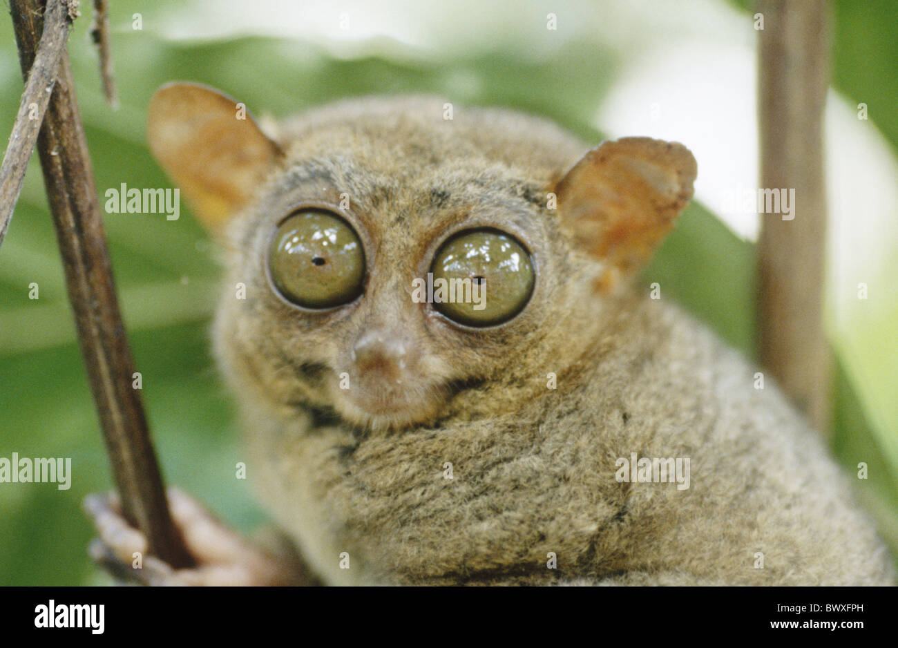 Affen Augen Bohol Büsche Dickicht große kleine kleinste Affe der Welt