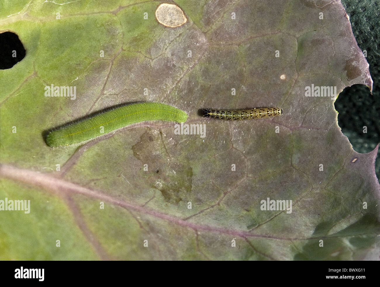 Kleine weiße Artogeia Rapae (links) und große weiße Pieris Brassicae Raupen auf Kohlblatt. Stockfoto