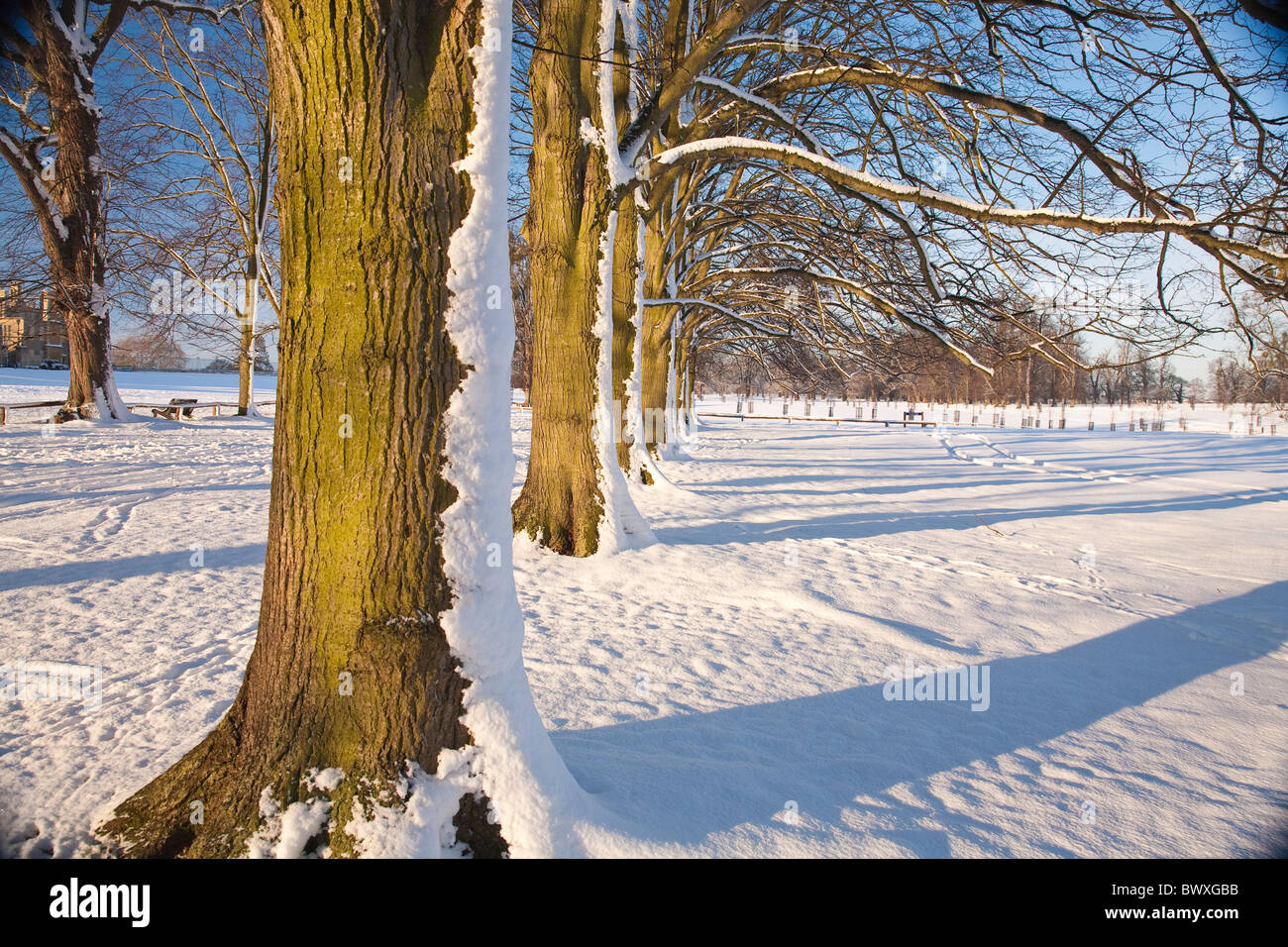 Schneebedeckte Bäume in Burghley Park umgeben. Stockfoto