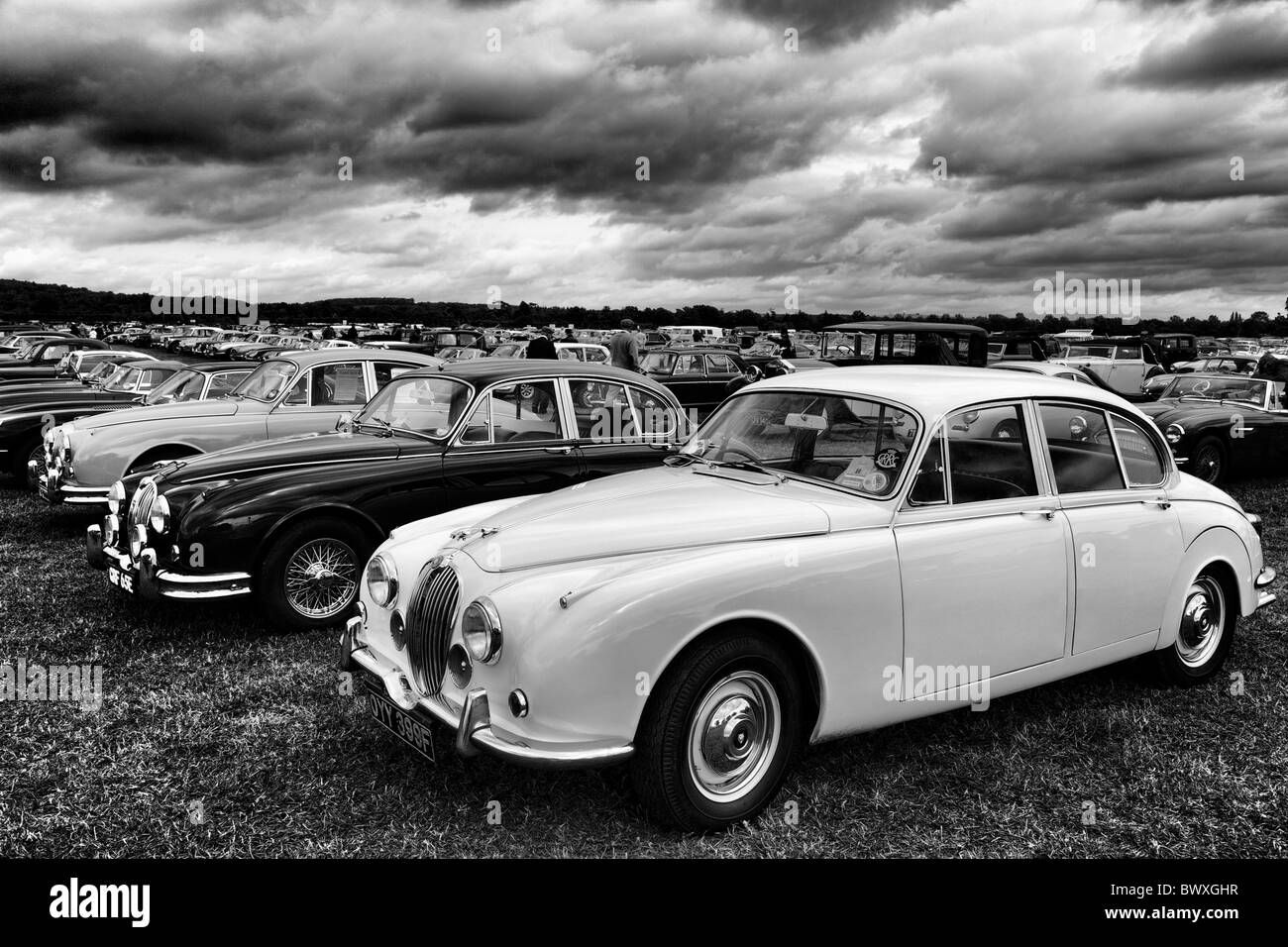 Jaguare parkte auf dem Parkplatz "Classics" auf der 2010 Goodwood Revival, Sussex, England, UK. Stockfoto