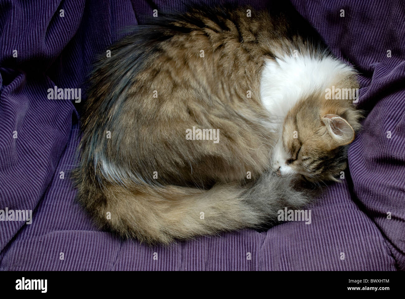Katze schläft samtenen Sessel Stockfoto