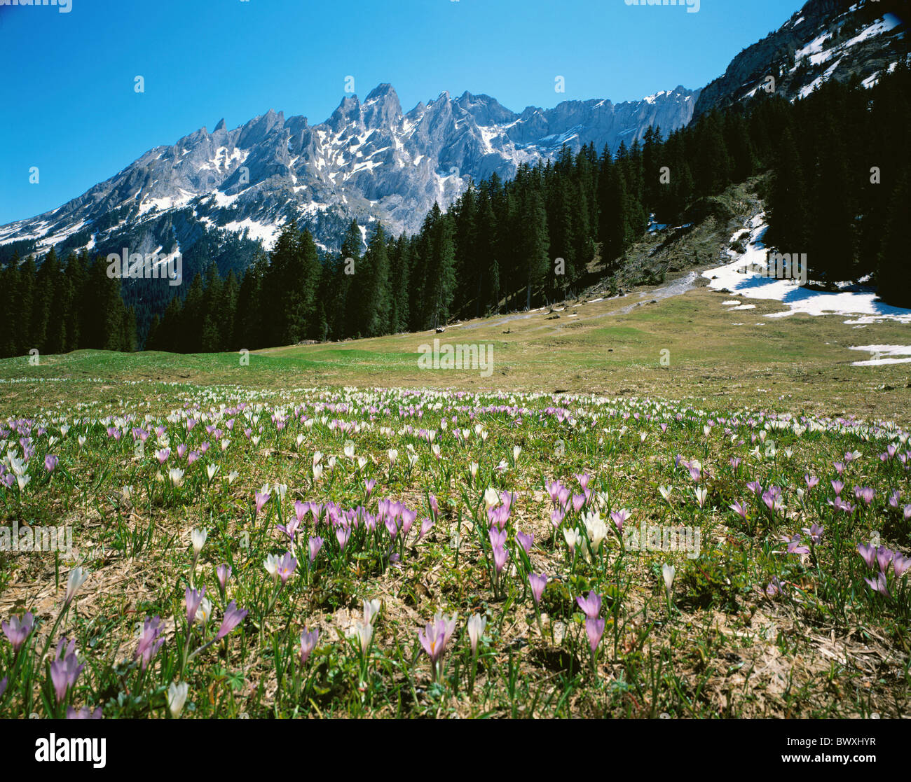 Landschaft Alm Bergmassiv Kanton Bern Berner Oberland Engels Hörner Frühling Saison Krokusse Schweiz Stockfoto