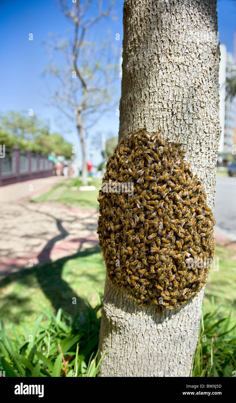 Schwarm von Bienen in Ruhe an einem Baumstamm in der Nähe von Kings Park Botanical Gardens in Perth Western Australia Stockfoto