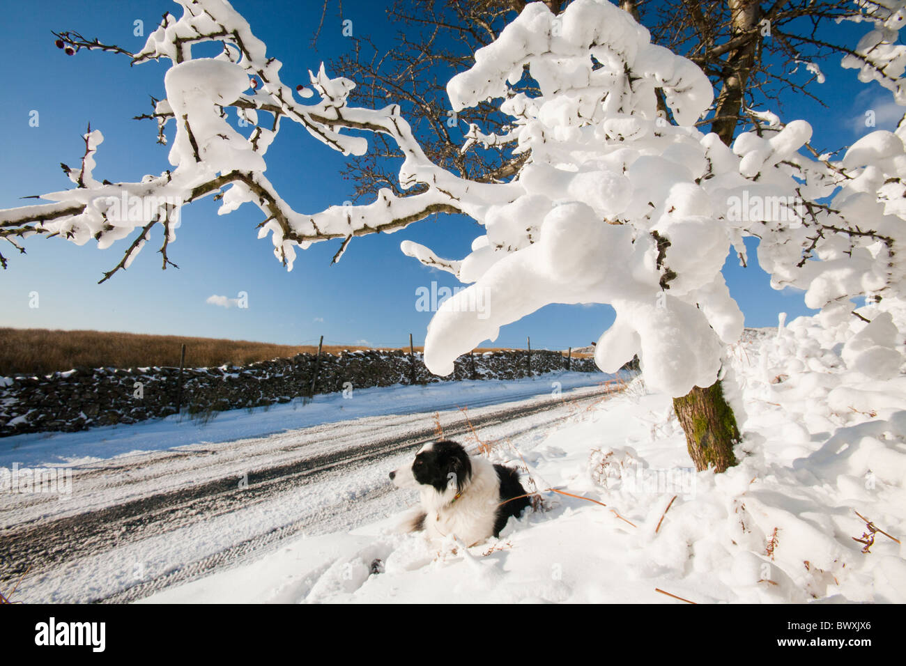 Schneetreiben auf einem Weißdorn Baum auf Kirkstone Pass, Seenplatte, UK. Stockfoto
