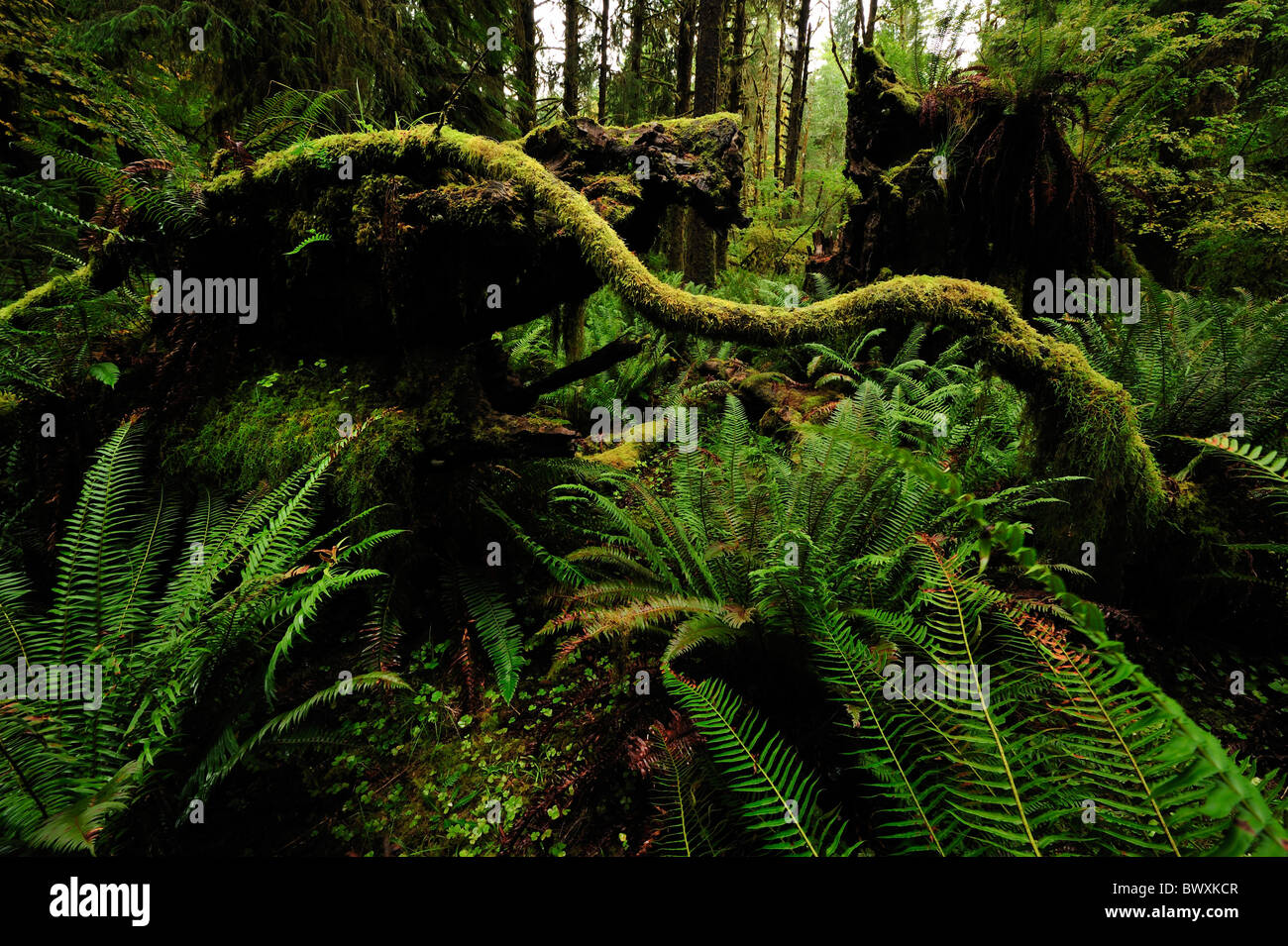 Queets River Basin, Olympic Nationalpark, Washington Stockfoto