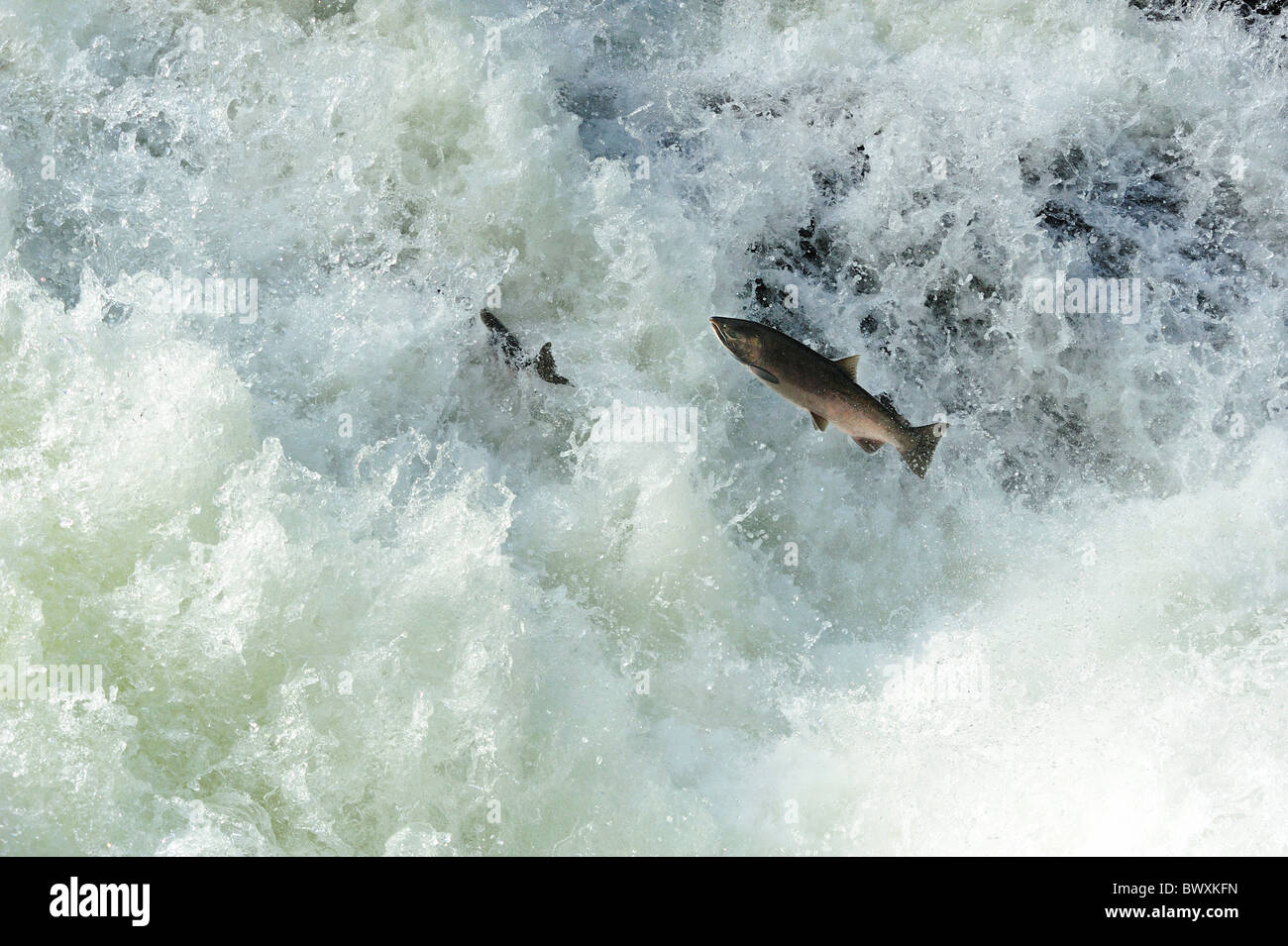 Coho oder Silberlachs, Oncorhynchus Kisutch, Sol Duc River, Olympic Nationalpark, Washington Stockfoto