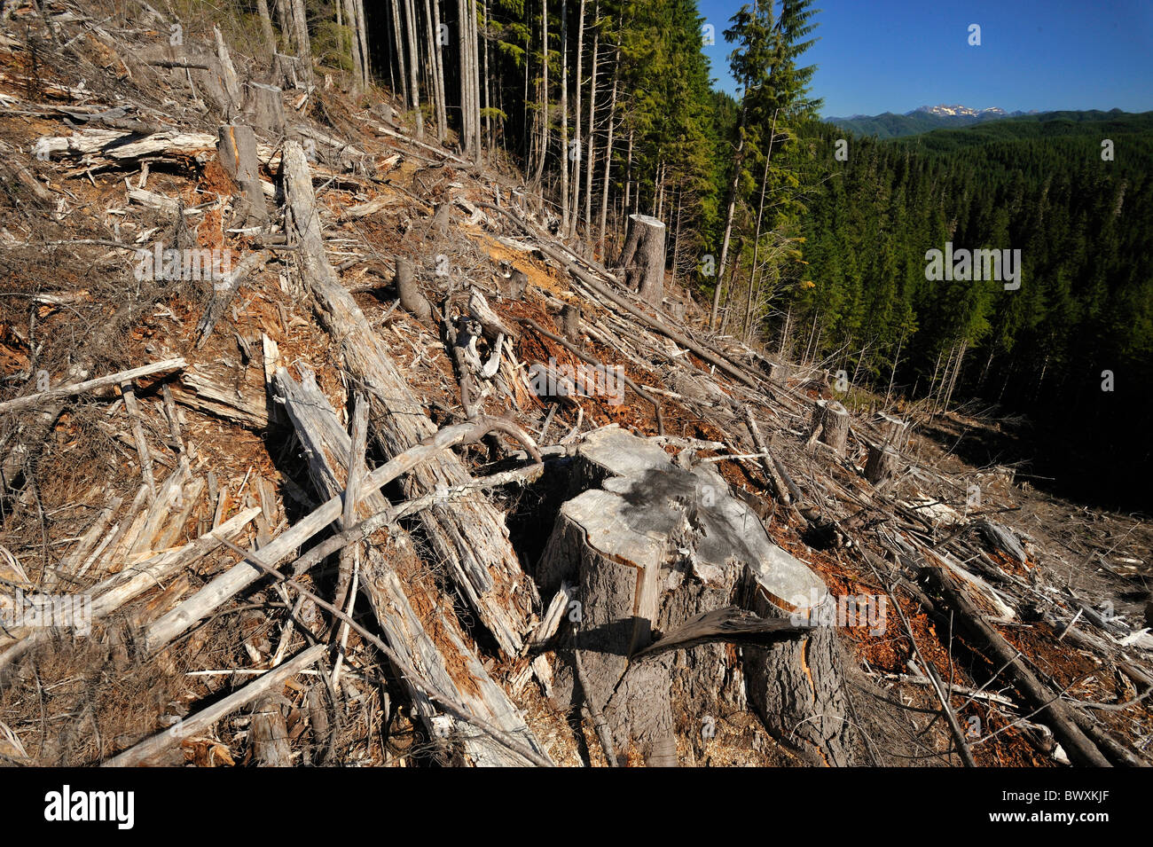 Clearwater River Basin, Washington Stockfoto