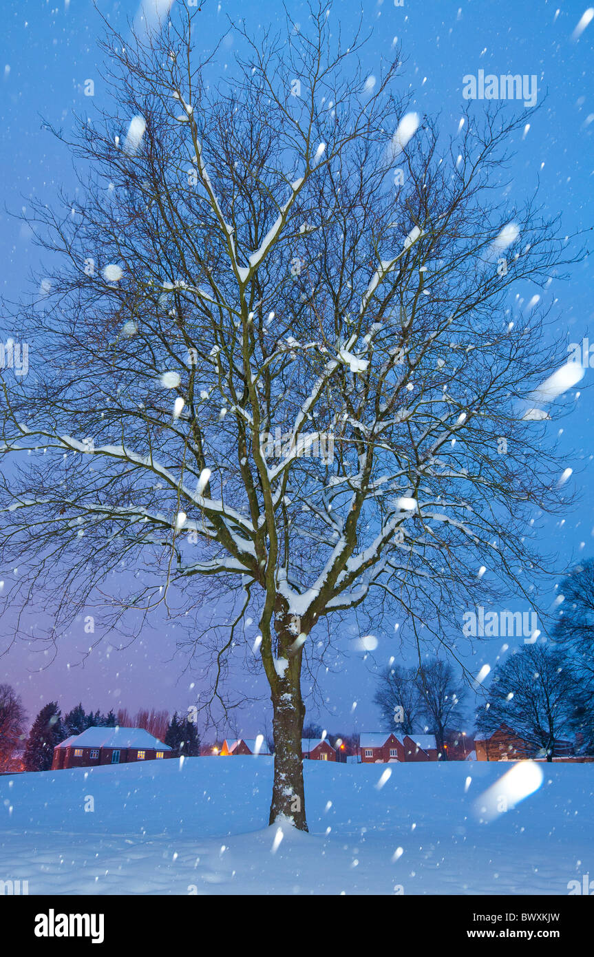 Winter Baum in der Nacht mit Schneeflocken Stockfoto