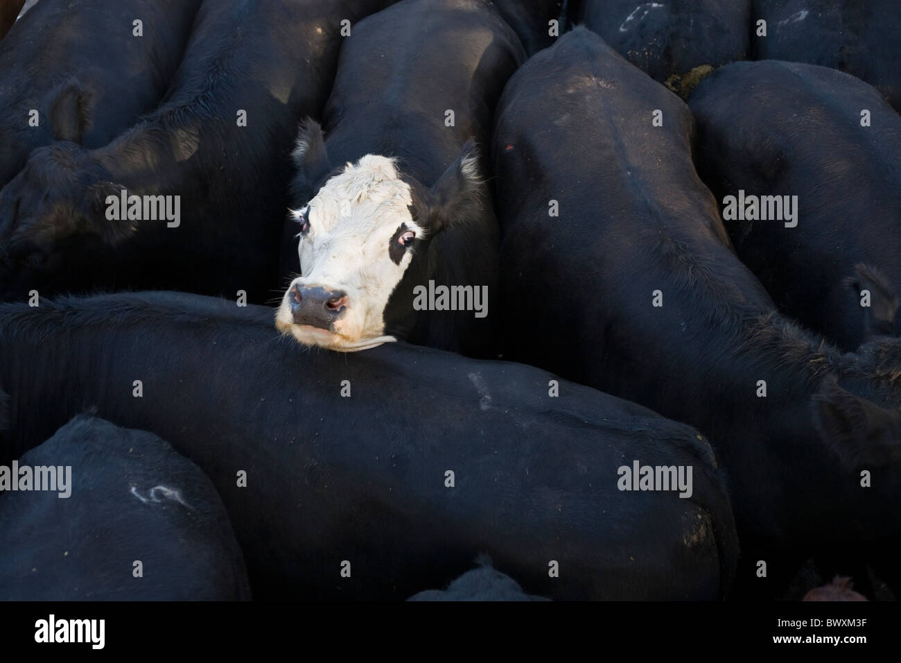 weiße Kuh Gesicht zwischen stellen, schwarze Kuh Stockfoto
