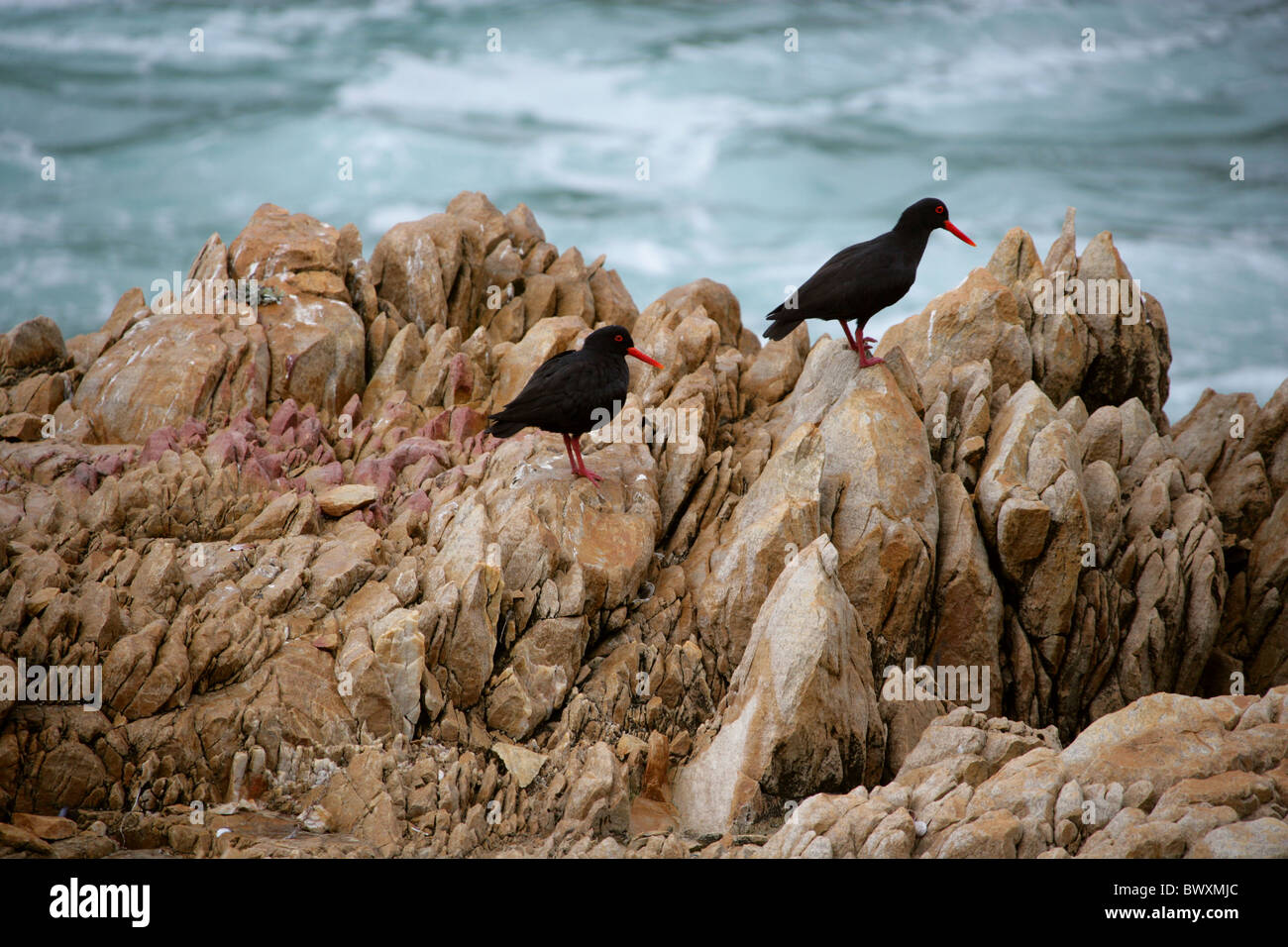 Afrikanischen Austernfischer oder afrikanische schwarze Austernfischer Haematopus Moquini, Haematopodidae. Tsitsikamma Naturschutzgebiet. Stockfoto