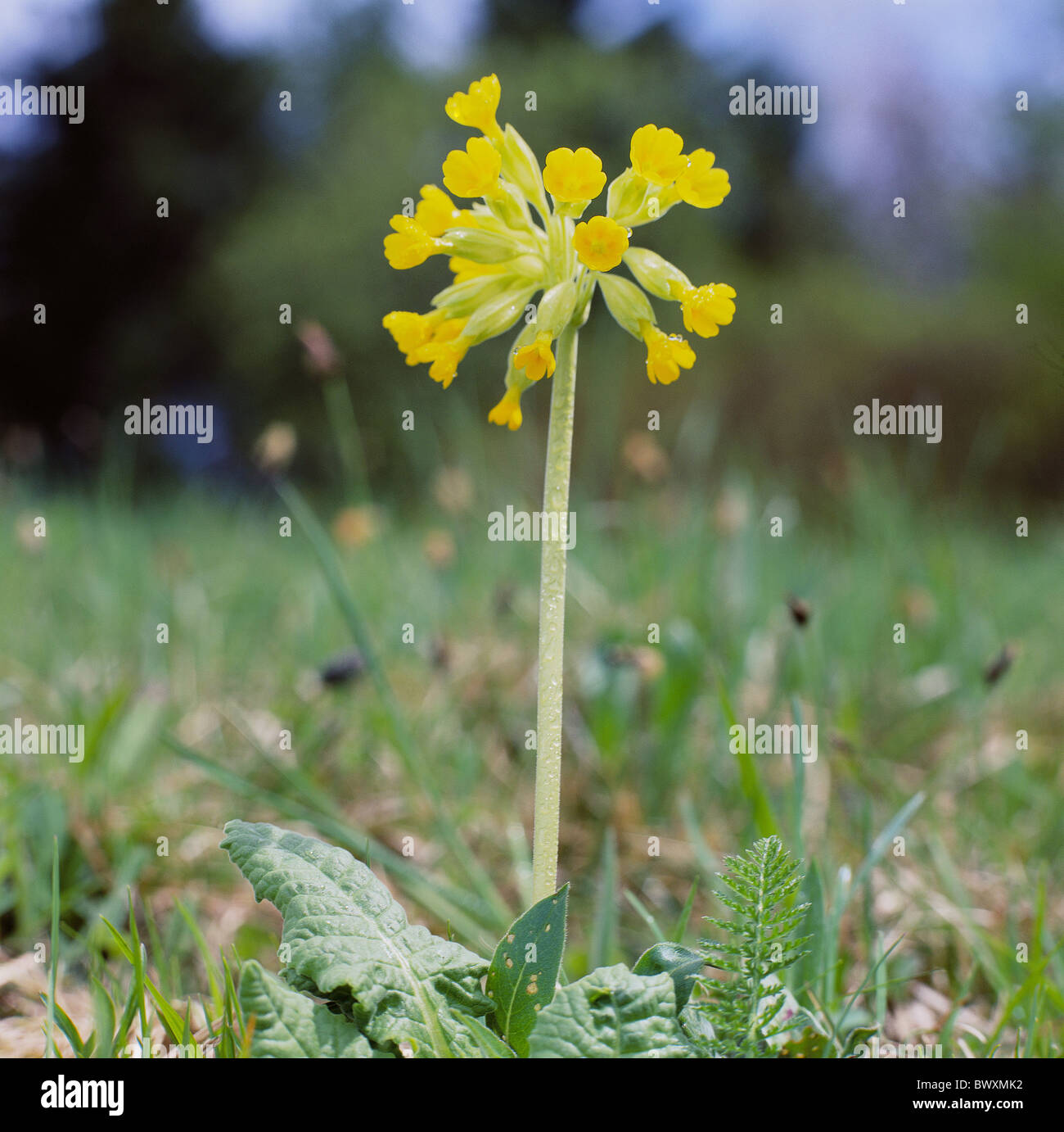 wichtigsten Blume Primula Veris L. einzige Blüte in Wiese Blume Blüte gedeihen Stockfoto