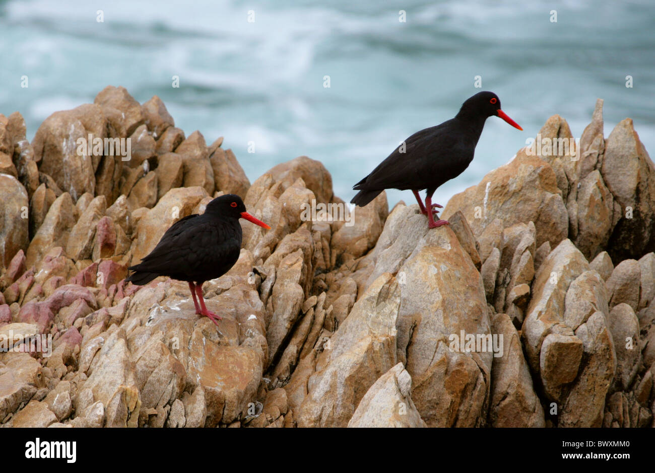 Afrikanischen Austernfischer oder afrikanische schwarze Austernfischer Haematopus Moquini, Haematopodidae. Tsitsikamma Naturschutzgebiet. Stockfoto